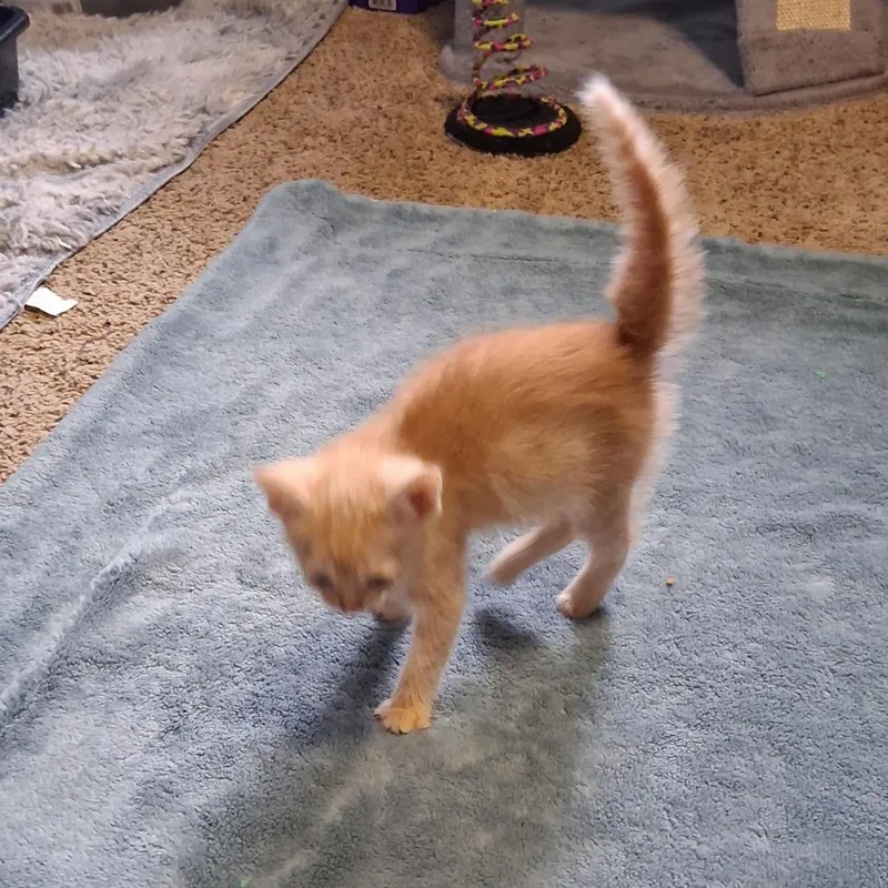 A baby small-sized female Buff / Tan / Fawn Domestic Short Hair cat named Pandora C for adoption in Princeton, MN
