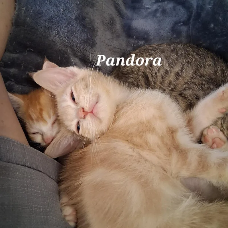 Pandora C thumbnail 5