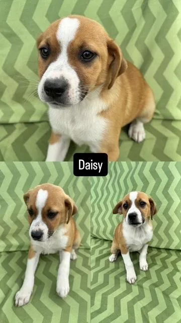 A baby medium-sized female Terrier dog named Daisy for adoption in Manchester, CT