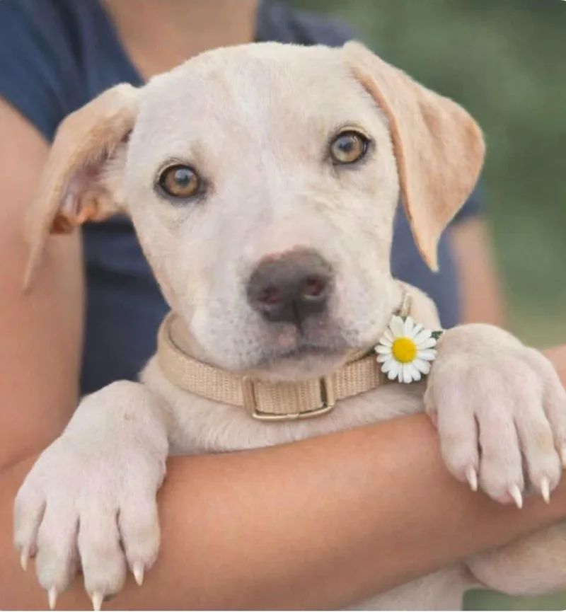 A baby medium-sized female Catahoula Leopard Dog dog named Ceecee for adoption in El Dorado, AR