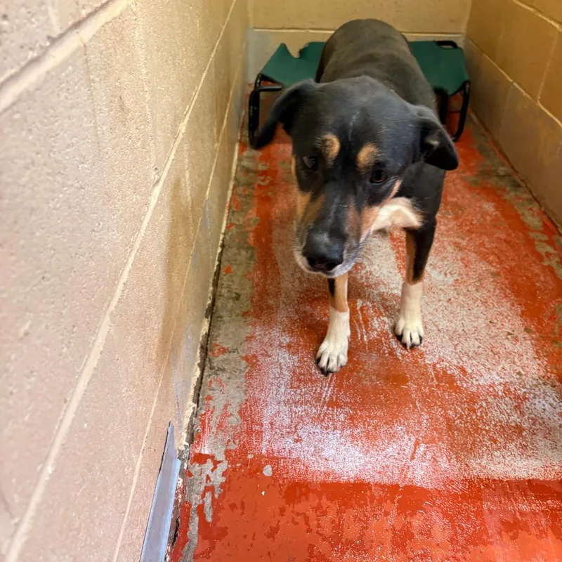 An adult medium-sized female Black Mixed Breed dog named Molly for adoption in Douglas, AZ