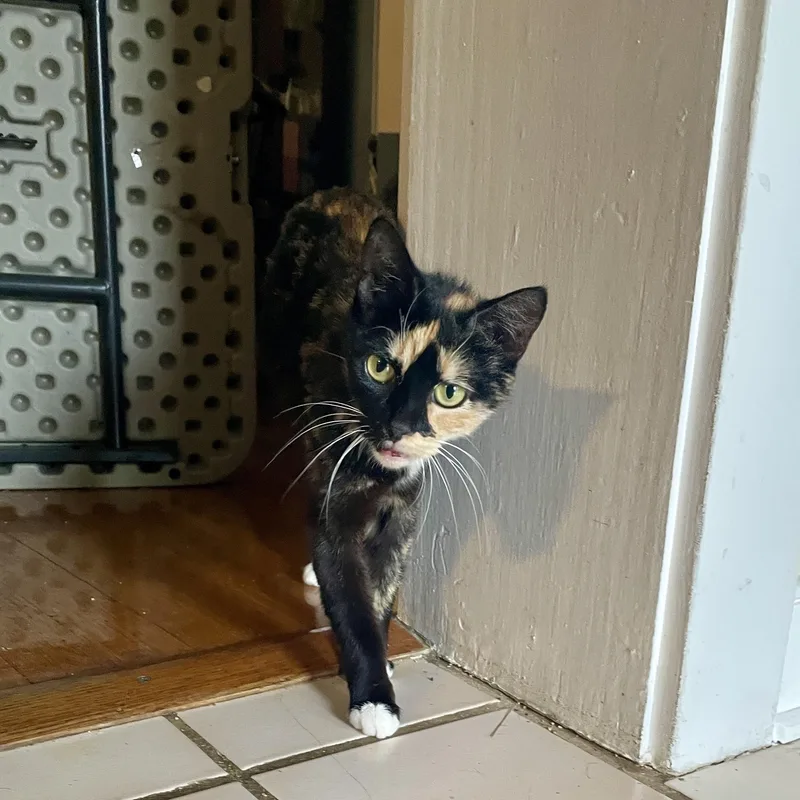 An adult medium-sized female Calico Domestic Short Hair cat named Dayglo for adoption in Richmond, VA