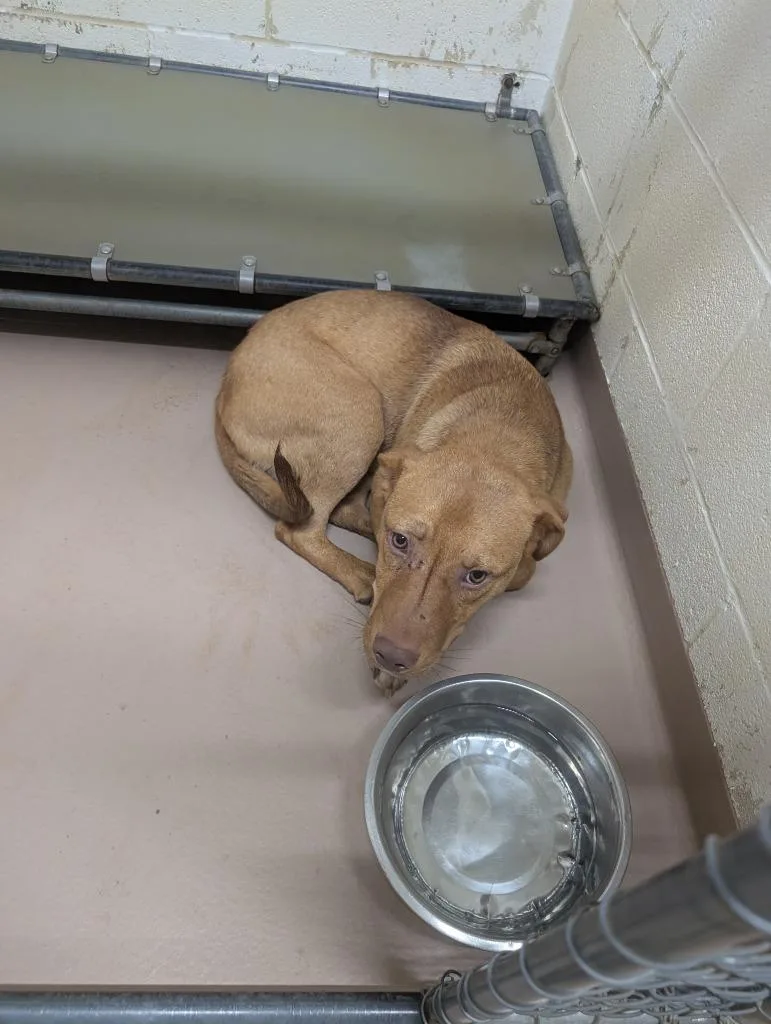 A young large-sized male Pit Bull Terrier dog named Tom Collins for adoption in Nacogdoches, TX