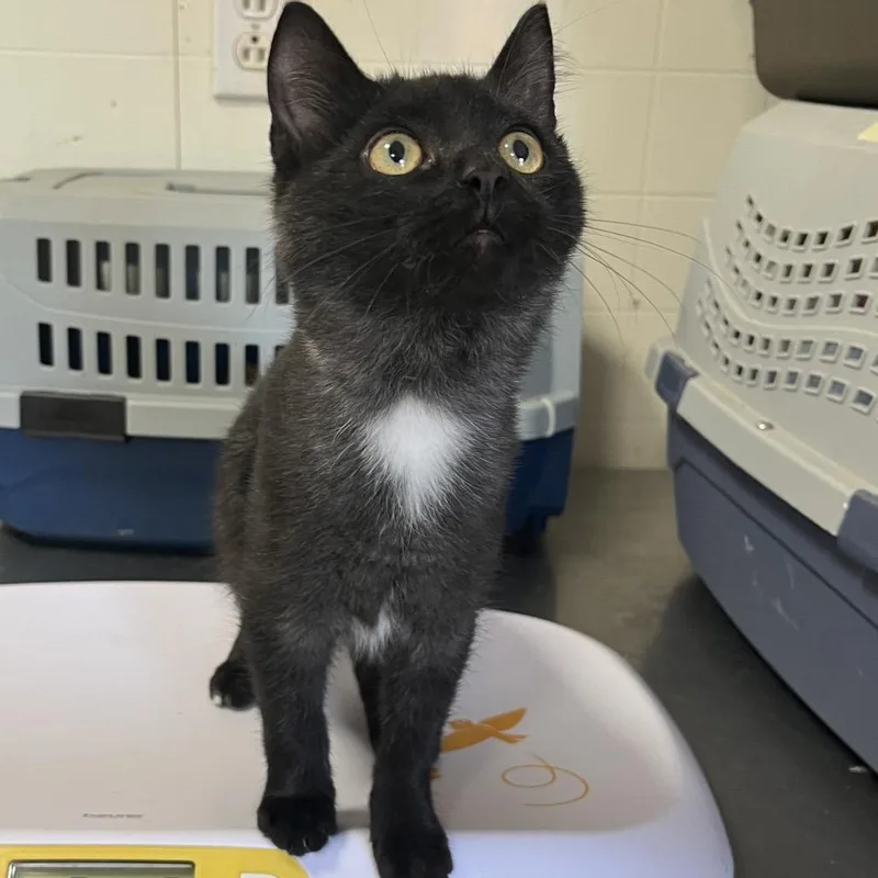 A baby small-sized male Domestic Short Hair cat named Simon for adoption in Wappingers Falls, NY