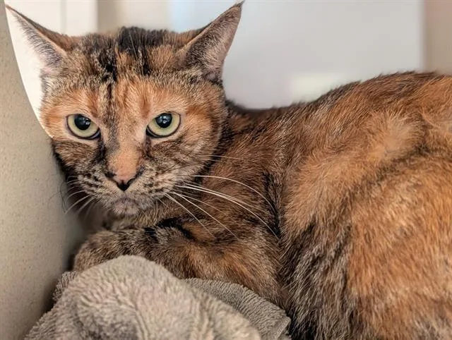 A young small-sized female Domestic Short Hair cat named Artemis for adoption in Denver, CO