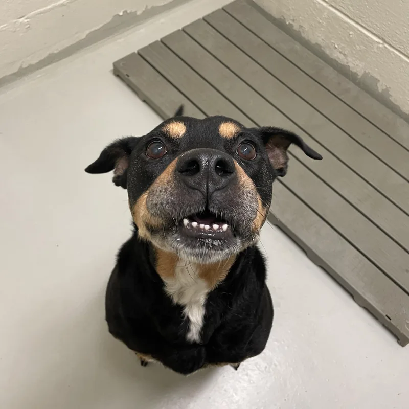 A senior large-sized male Black Rottweiler dog named Rockwell for adoption in Heathsville, VA