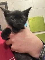 A young medium-sized male Black Domestic Short Hair cat named Flash for adoption in Manitowoc, WI
