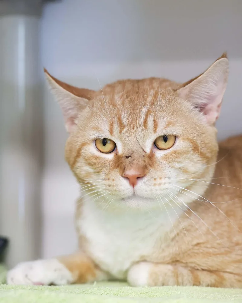 An adult medium-sized male Buff & White Domestic Short Hair cat named Yangzee for adoption in Bridgeport, CT