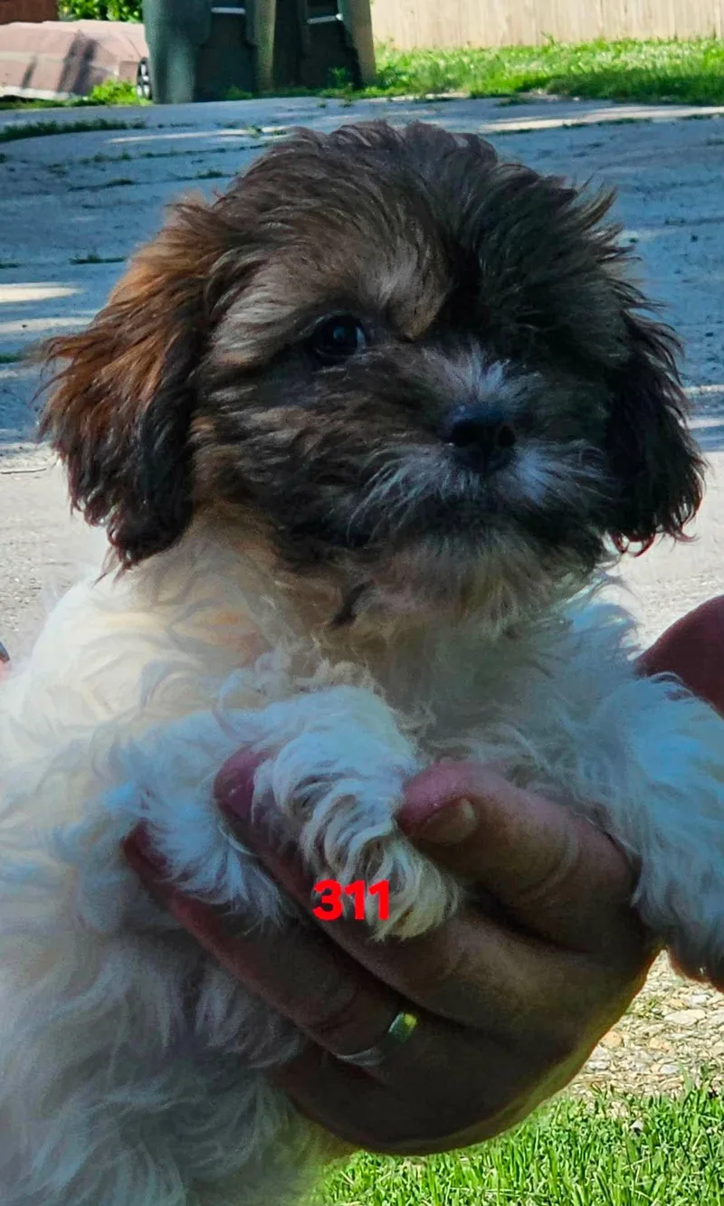 A baby small-sized female Yellow / Tan / Blond / Fawn Shih poo dog named Danielle for adoption in Twin lakes, WI