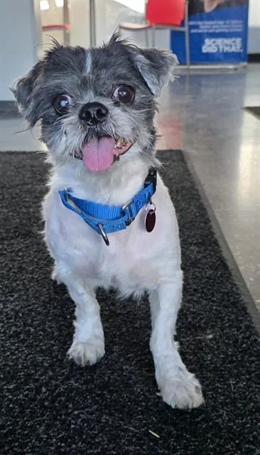 An adult medium-sized male Shih Tzu dog named Sheriff for adoption in Boston, MA