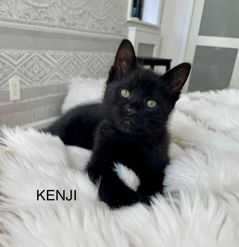 A baby small-sized male Black Domestic Short Hair cat named Kenji for adoption in Staten Island, NY