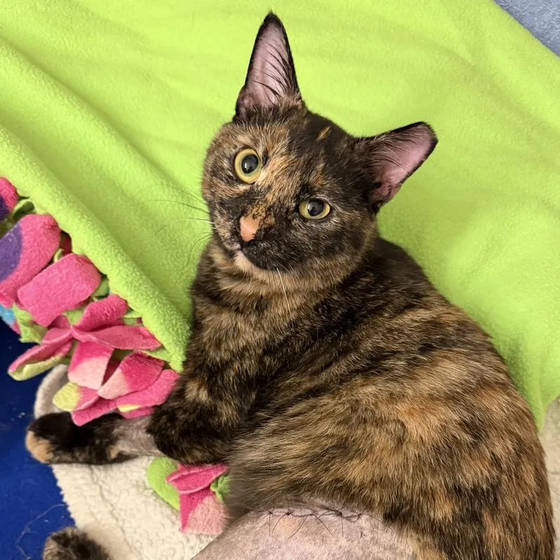 A young medium-sized female Domestic Short Hair cat named Yardstick for adoption in Cumming, GA