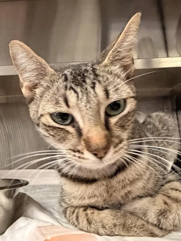 A young small-sized female Domestic Short Hair cat named Mamas for adoption in Victorville, CA