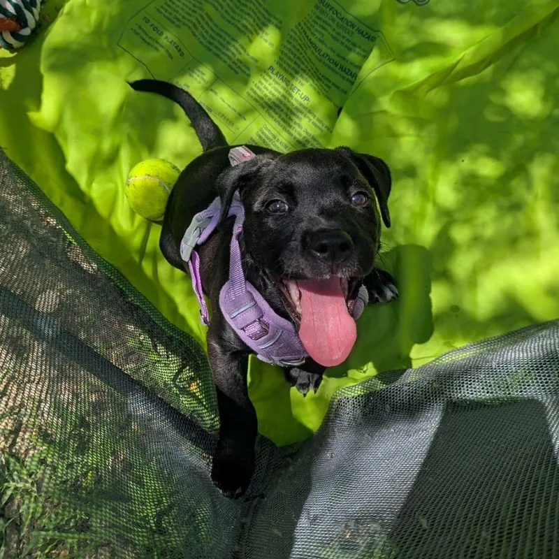 A baby medium-sized male Black Pit Bull Terrier dog named Nirvana for adoption in Branson, MO