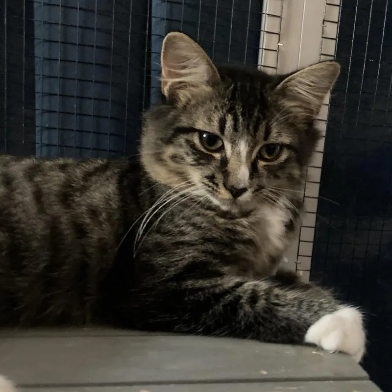 A baby small-sized male Domestic Medium Hair cat named Alvaro JA for adoption in Tallahassee, FL