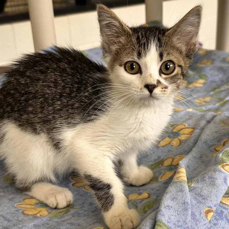A baby small-sized female Brown / Chocolate Domestic Short Hair cat named Waffle for adoption in Rocky Mount, VA