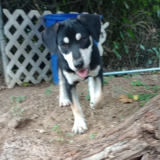 Cameo Diamond "i Wait thumbnail 2