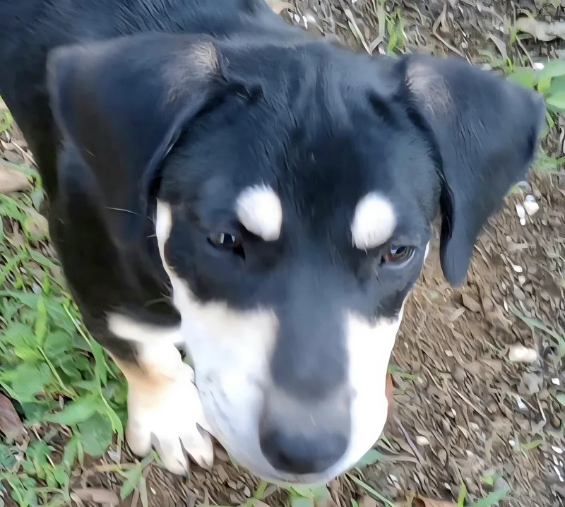 Cameo Diamond "i Wait thumbnail 3