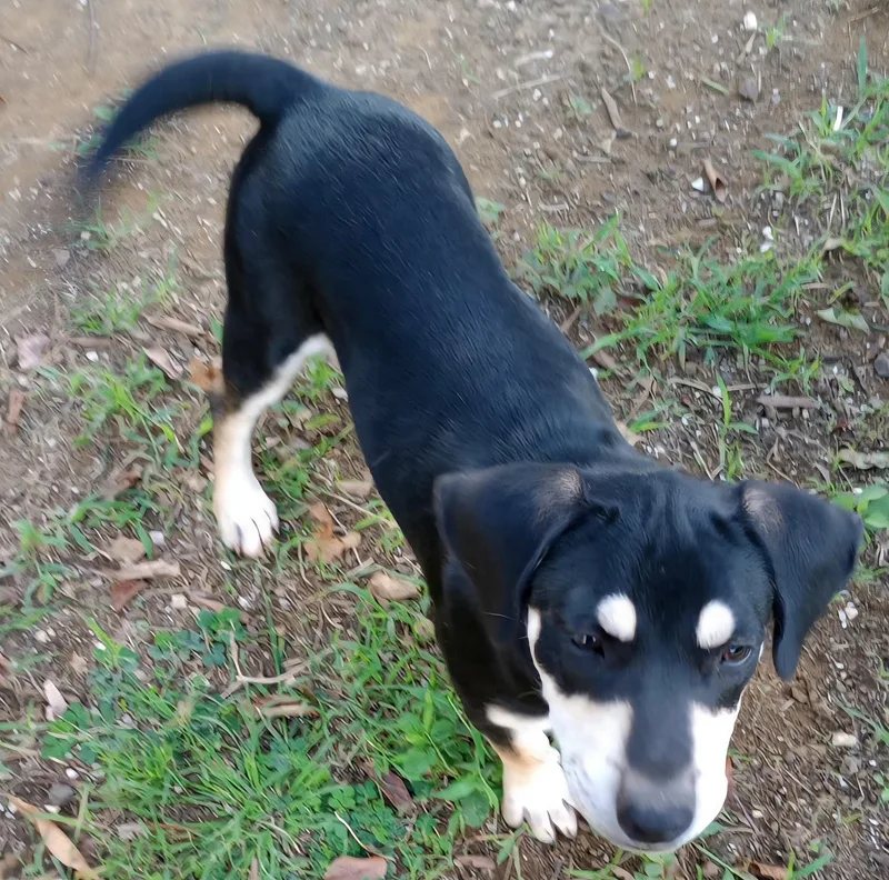 Cameo Diamond "i Wait thumbnail 4