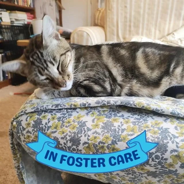 A young large-sized female Domestic Short Hair cat named Yuna for adoption in Tallahassee, FL