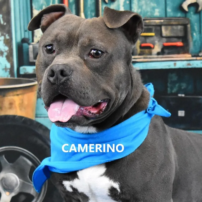 An adult medium-sized male Brown / Chocolate Pit Bull Terrier dog named Camerino for adoption in Yuma, AZ