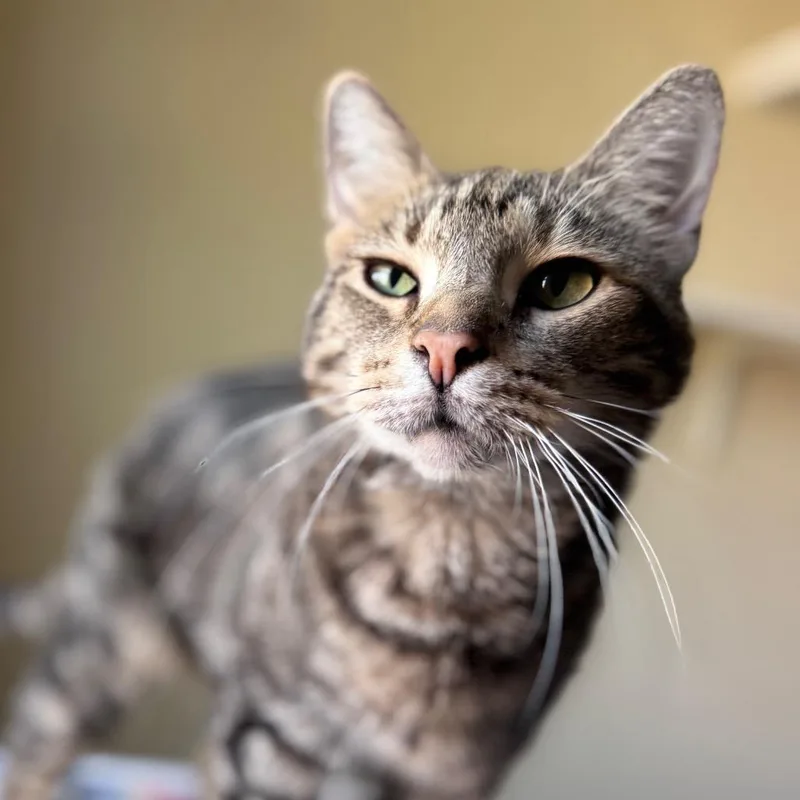 An adult large-sized male Brown / Chocolate Domestic Short Hair cat named Bandit for adoption in Salisbury, MA