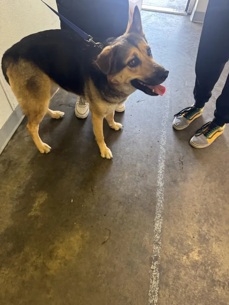An adult large-sized female German Shepherd Dog dog named Lily for adoption in Los Angeles, CA