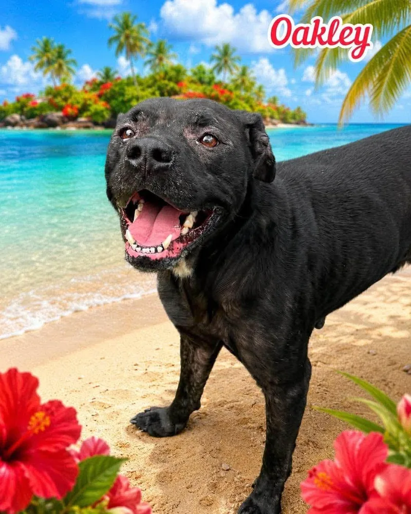 An adult medium-sized female Black Mixed Breed dog named Oakley for adoption in Flint, MI