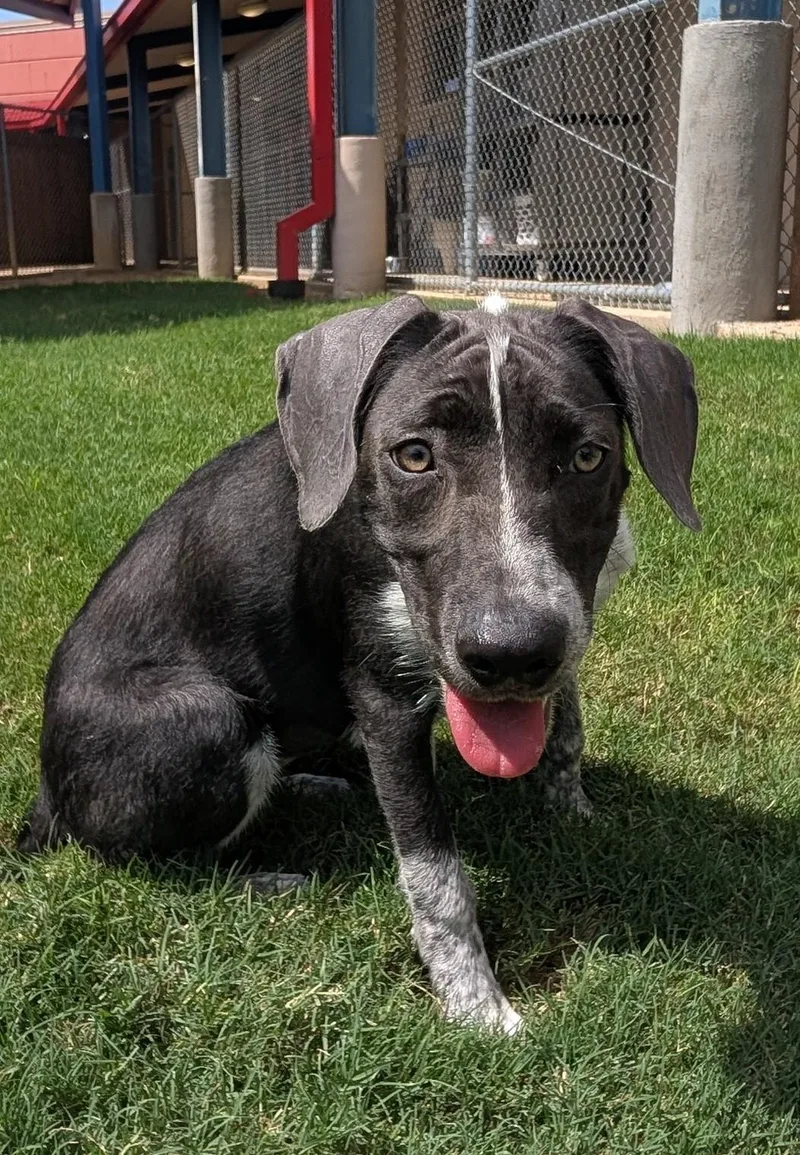 A young medium-sized female Labrador Retriever dog named Melody A for adoption in Plano, TX