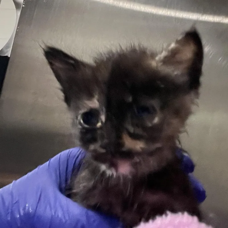 A baby small-sized female Domestic Short Hair cat named Shortcake for adoption in Richmond Hill, GA