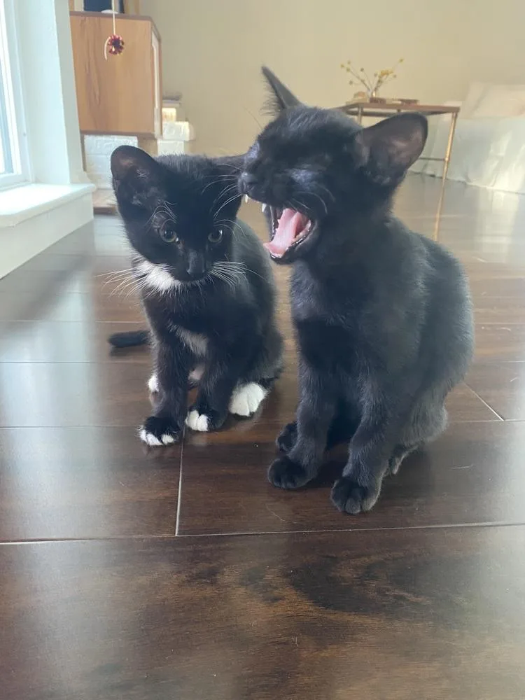 A baby small-sized male Domestic Short Hair cat named Badger for adoption in Dallas, TX