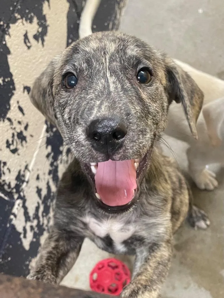 A baby small-sized male Mixed Breed dog named Thor for adoption in Murray, KY