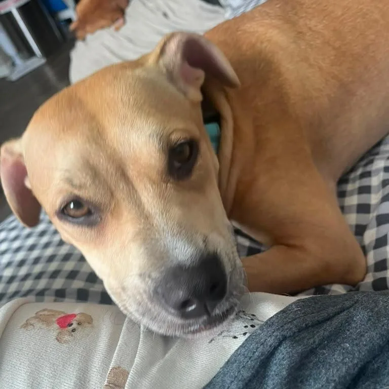 A young medium-sized female Apricot / Beige American Staffordshire Terrier dog named Dory for adoption in Houston, TX