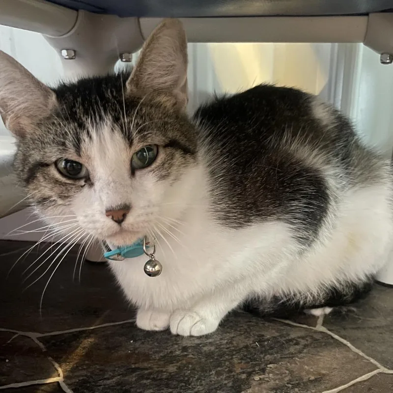 An adult medium-sized female Brown / Chocolate Domestic Short Hair cat named Patty Cake for adoption in Marion, IL