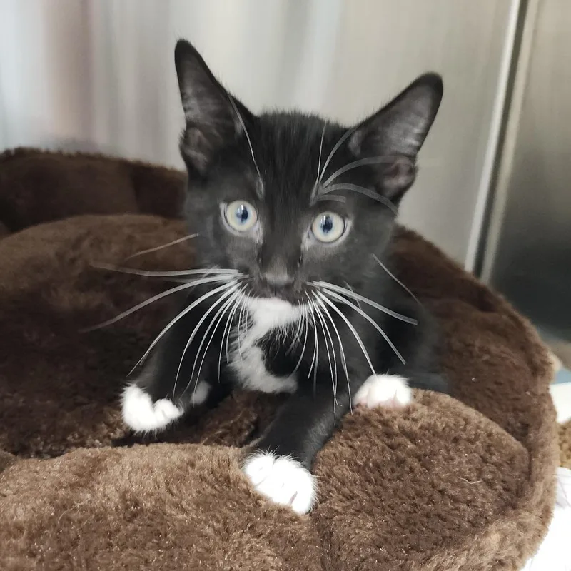 A baby small-sized male Black Domestic Short Hair cat named Cappuccino for adoption in Clearwater, FL