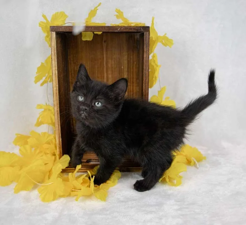 Calliope thumbnail 2