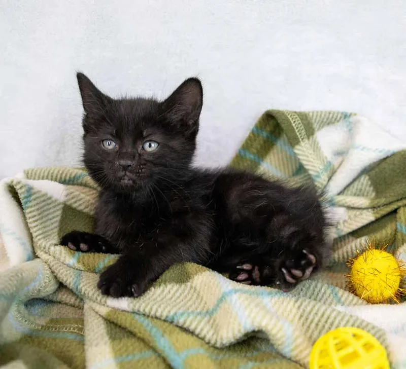 Calliope thumbnail 3