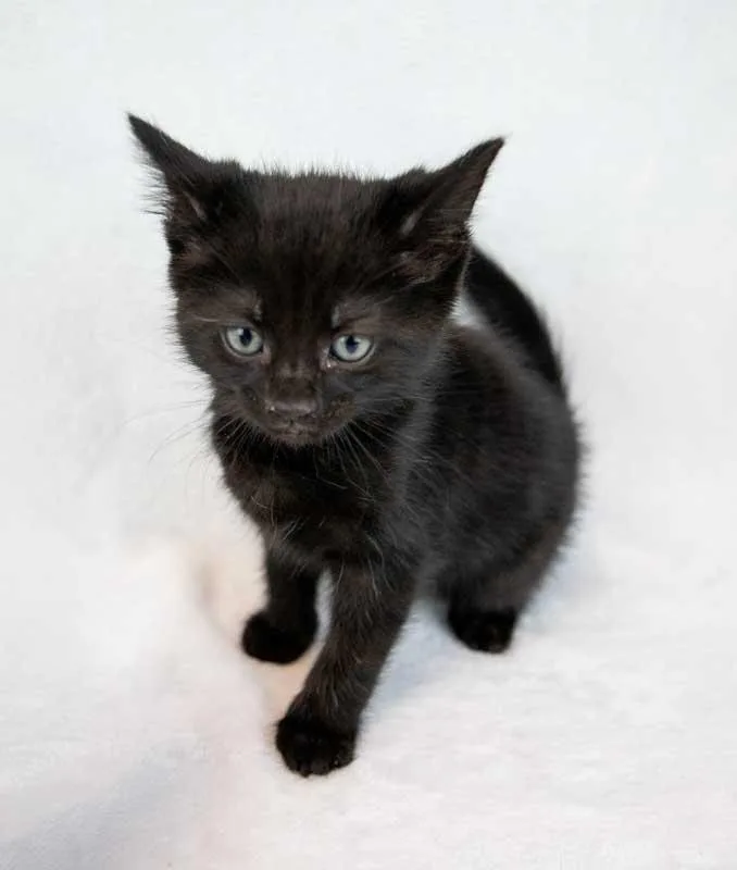 Calliope thumbnail 5