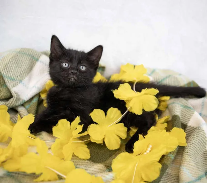 Calliope thumbnail 6