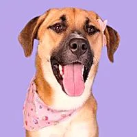 A young medium-sized female Apricot / Beige Shepherd dog named Diamond  URGENT for adoption in Thousand Oaks, CA
