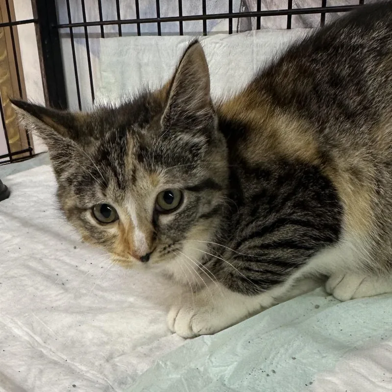 A baby small-sized female Domestic Short Hair cat named Sunny for adoption in Corbin, KY