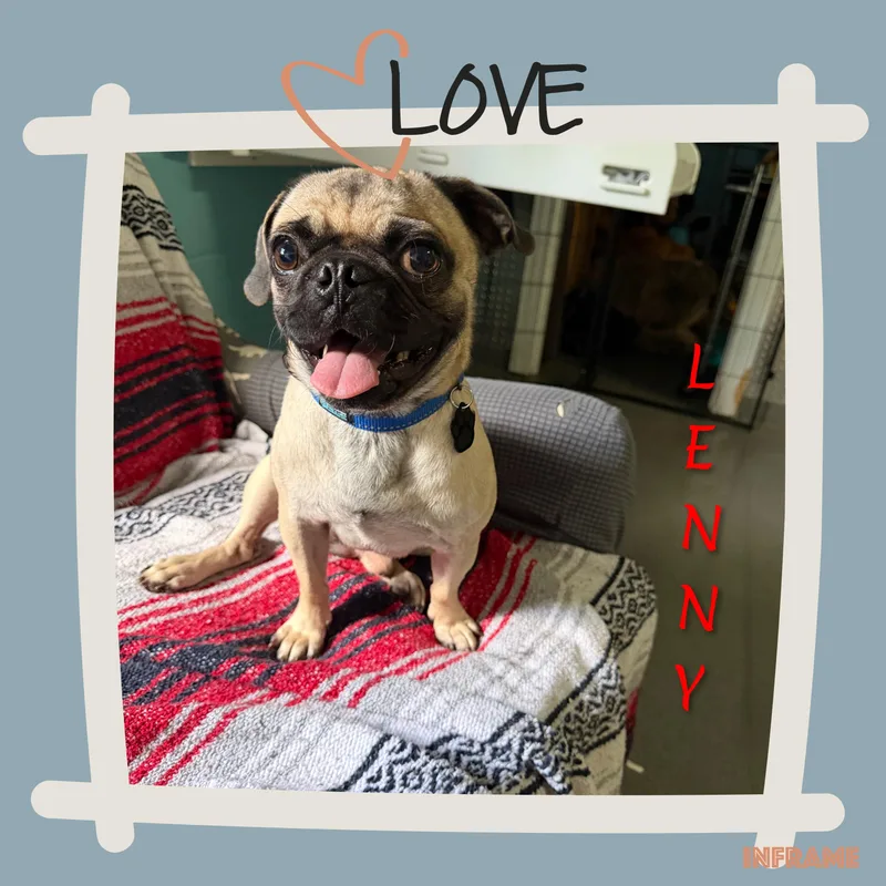 A young small-sized male Pug dog named Lenny for adoption in Fredericksburg, VA