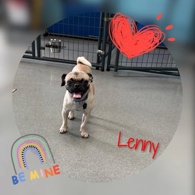 Lenny thumbnail 4