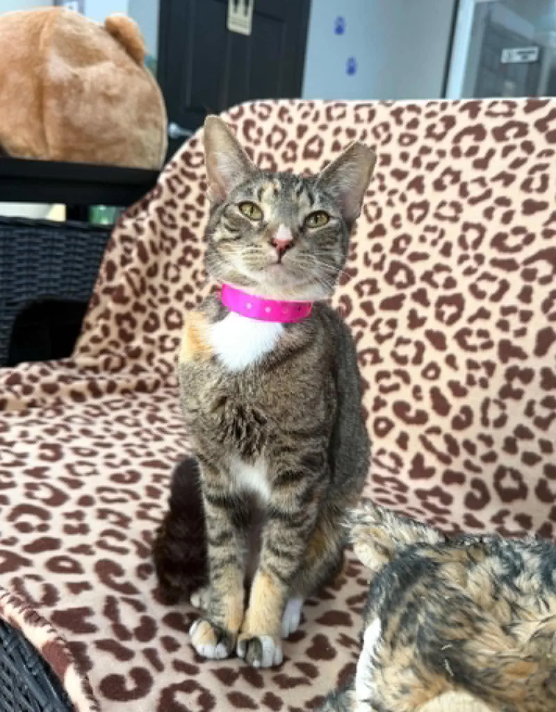 A young medium-sized female Tabby (Brown / Chocolate) Domestic Short Hair cat named Calypso for adoption in Tavares, FL