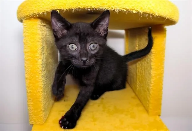 A baby medium-sized male Domestic Short Hair cat named Mohawk for adoption in Fort Lauderdale, FL