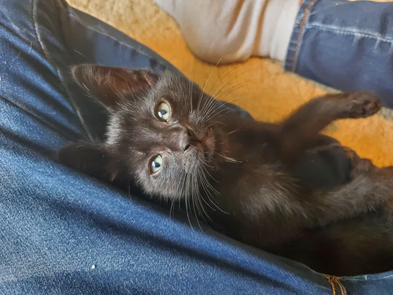 A baby medium-sized female Domestic Short Hair cat named Dottie & Duck for adoption in Medfield, MA