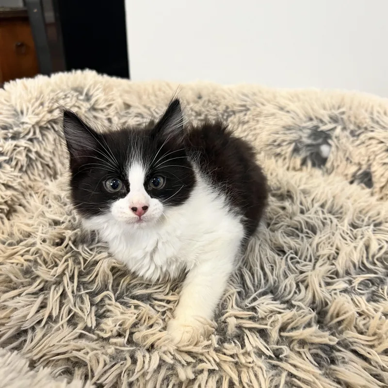 A baby medium-sized male Domestic Long Hair cat named Leonardo Dicatrio for adoption in Hughesville, MD