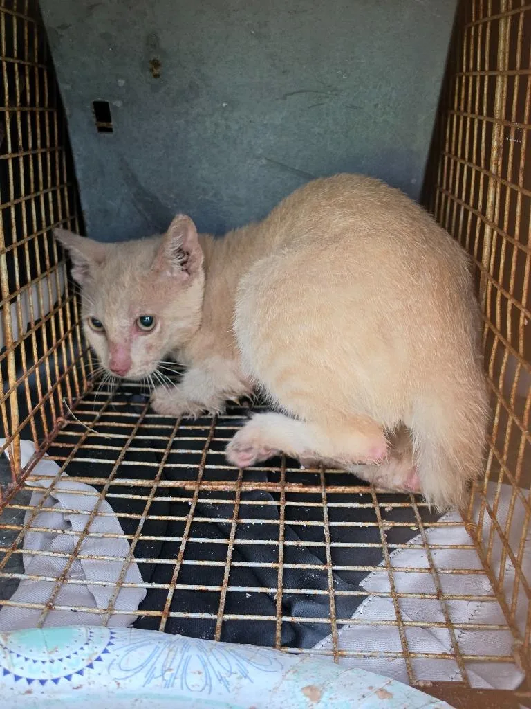 A baby medium-sized male Domestic Short Hair cat named Sparrow for adoption in Rockport, TX