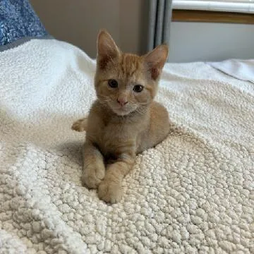 A baby small-sized male Orange / Red Domestic Short Hair cat named Roscoe for adoption in Carmel, IN