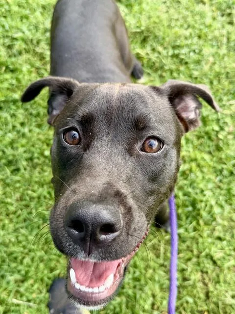 A young medium-sized female Labrador Retriever dog named Juniper for adoption in Charlotte, NC